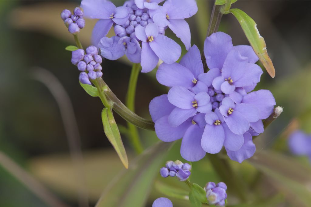 Iberis umbellata / Iberide rossa